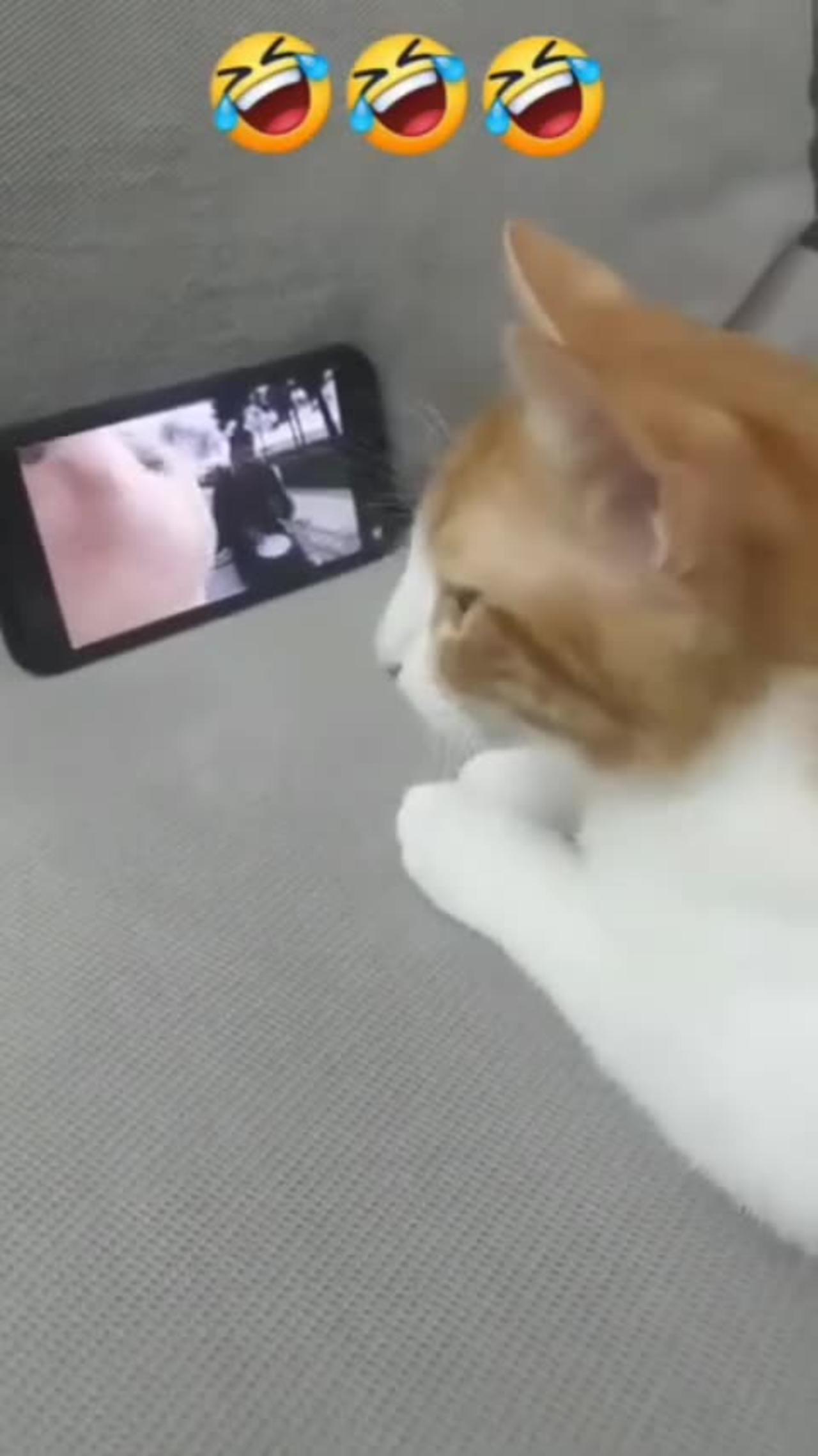 Funny Cat Viral Short Video 😂😂😂