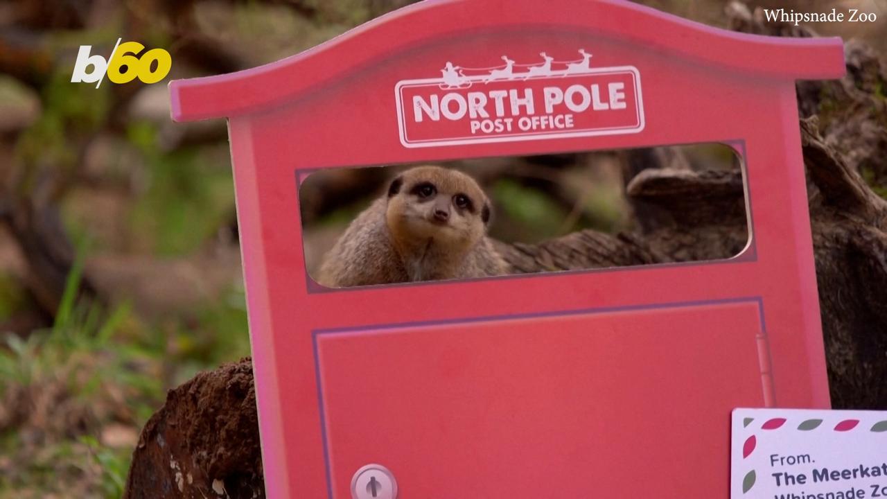 Meerkats At U.K. Zoo Welcome Christmas With Adorable Display