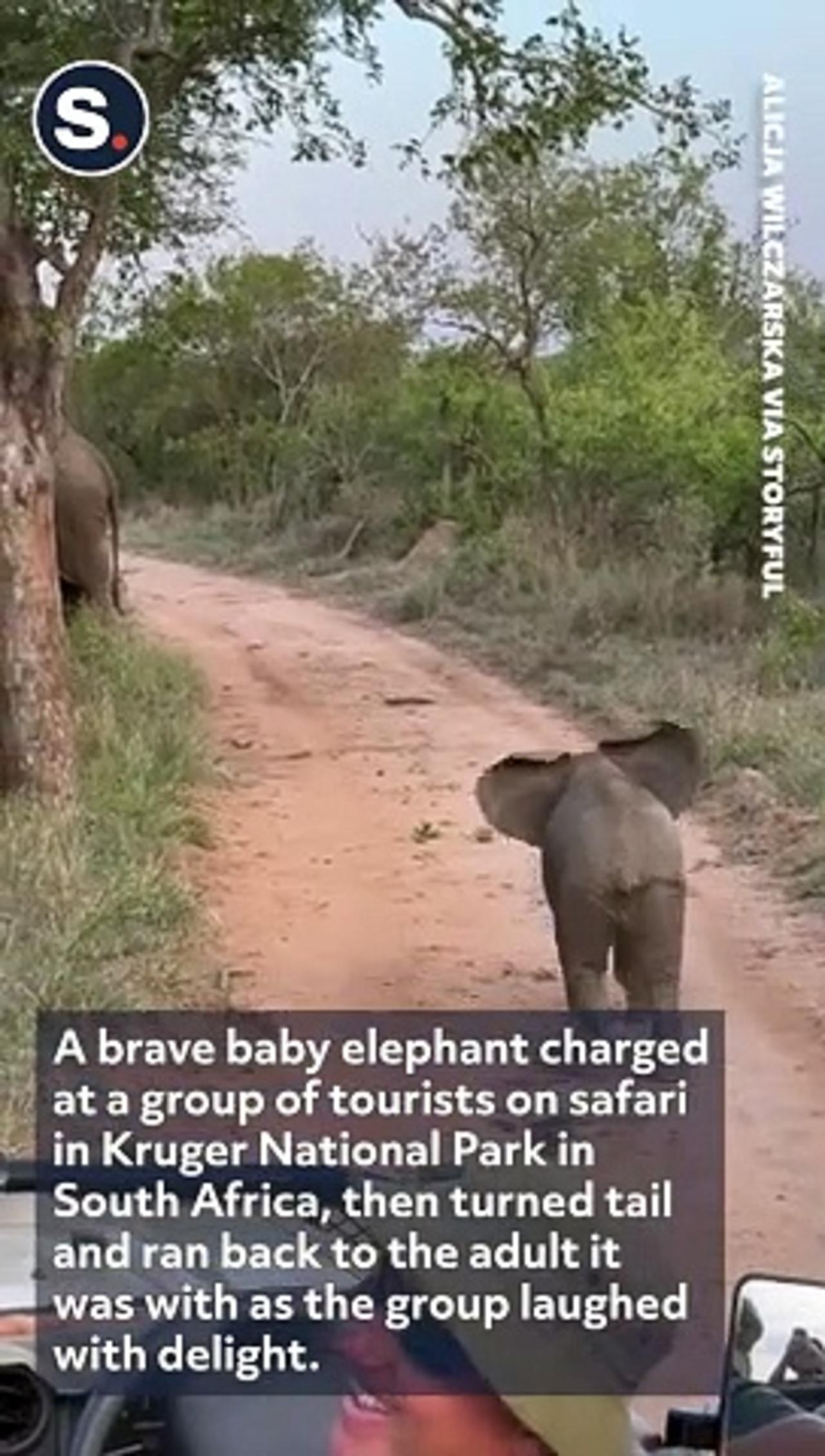 Baby Elephant's Adorable Charge Delights Safari Park Tourists