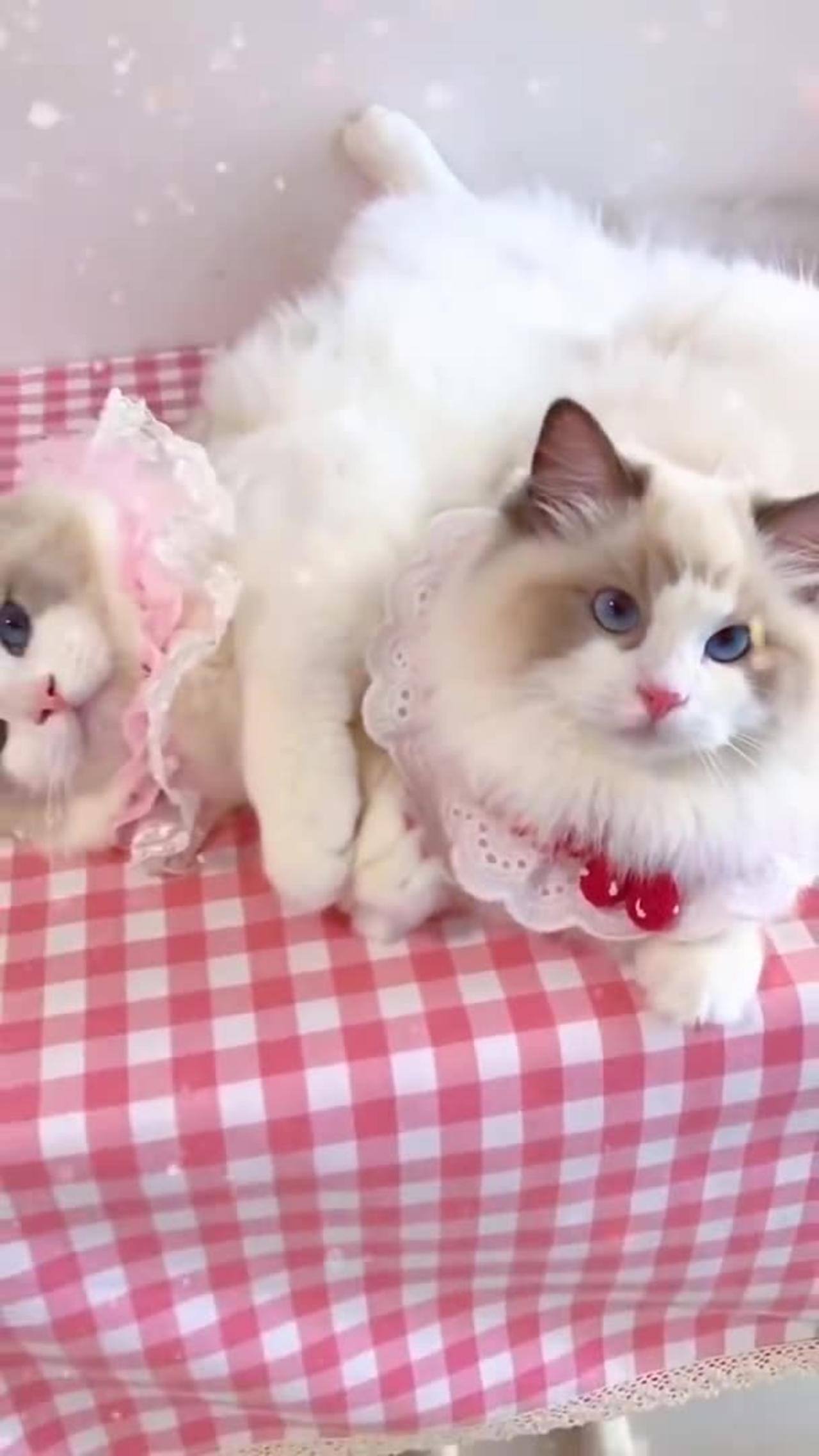 Aww cute cat videos funny Vol5❤️ Cat Cash Compilation chines💚 Tiktok  Cat Meow #cat #shorts