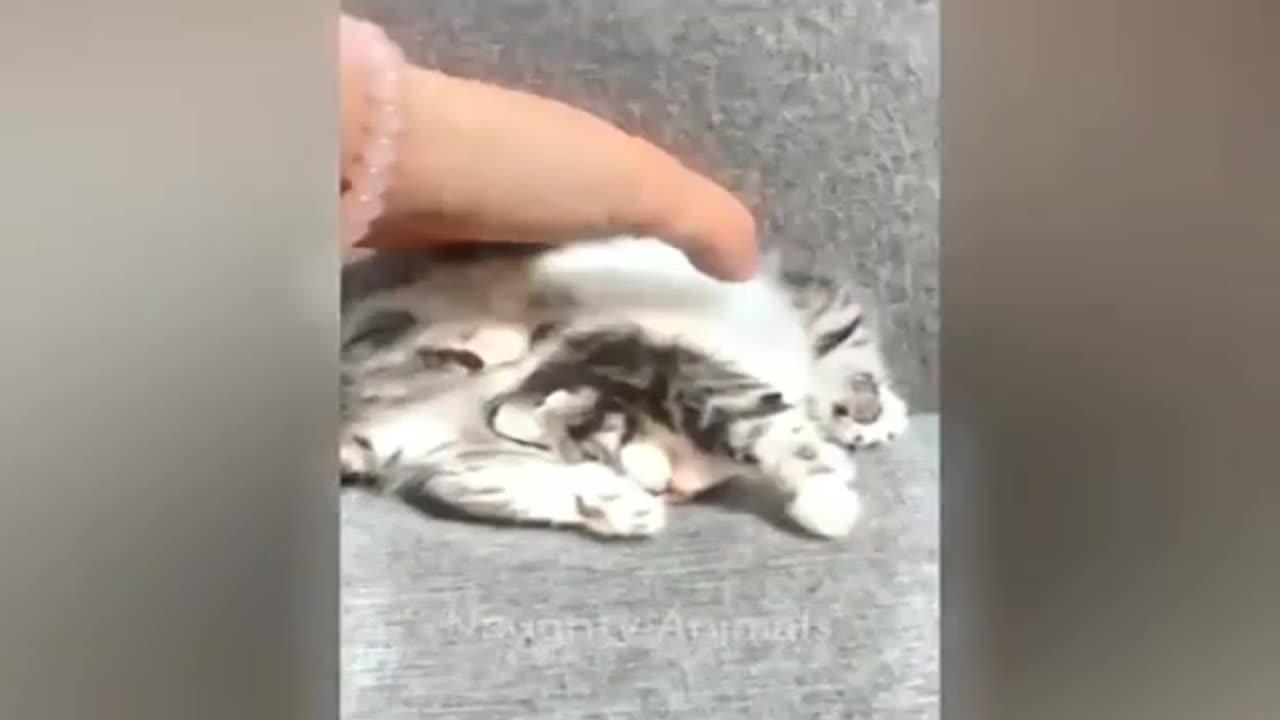 Funniest Videos 2022 😄😂🤣Funny Cats😺😻  #cute #cat #short # cat video #video