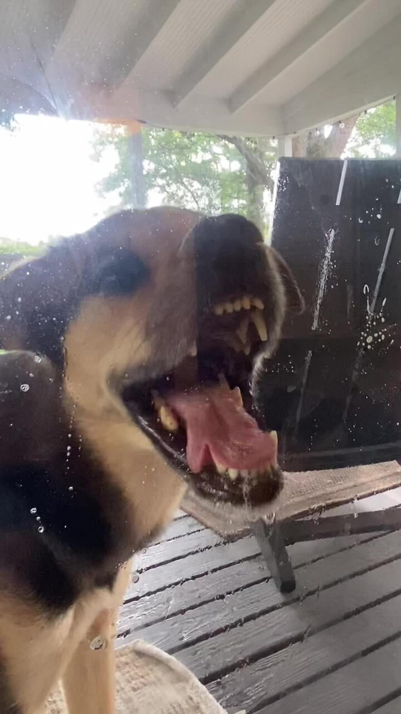 Funny dog is licking the glass door!.mov One News Page VIDEO