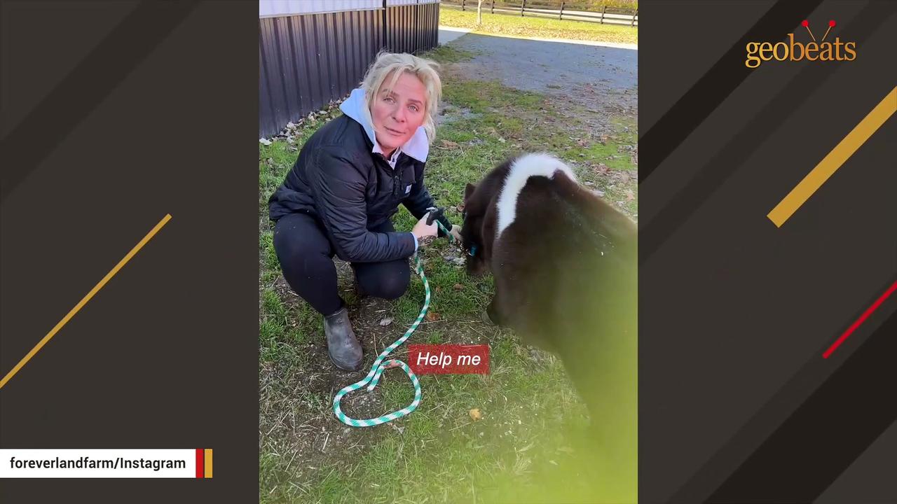 Horse underestimated whole life surprises everyone