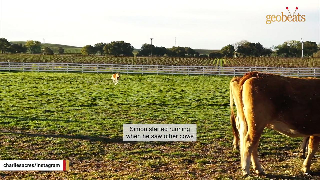 See the moment when a petting zoo cow realizes he's free