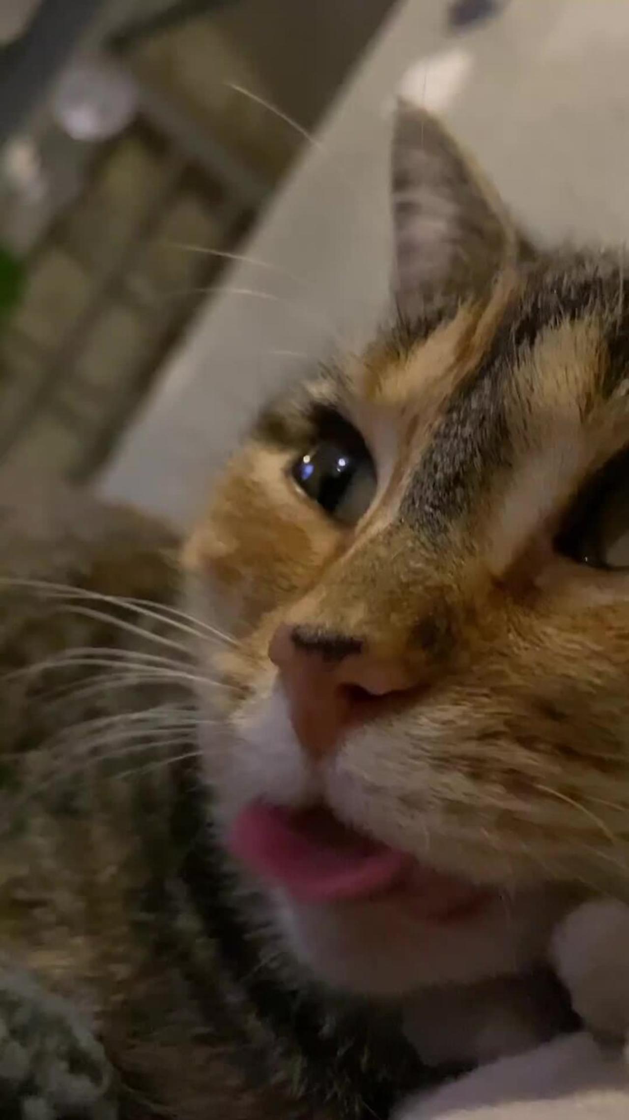 Cute cat has her tongue out!.mov - One News Page VIDEO