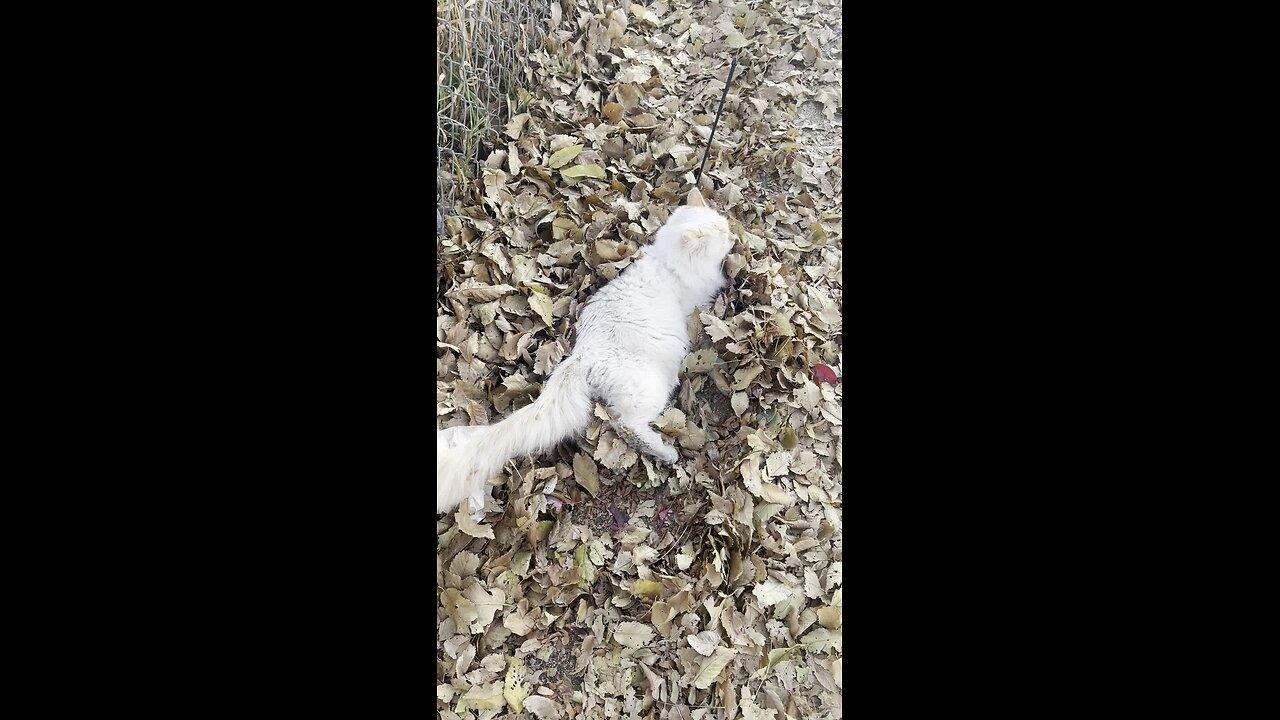 Stubborn Siberian Cat Plopped Down In A Bed Of One News Page Video