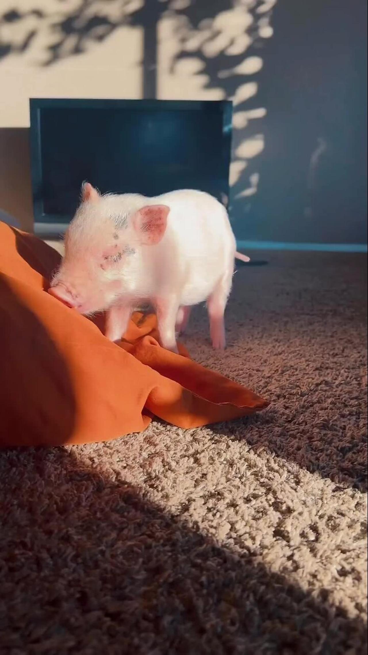 adorable-piglet-plays-with-her-pillow-after-waking-up-in-newsr-video