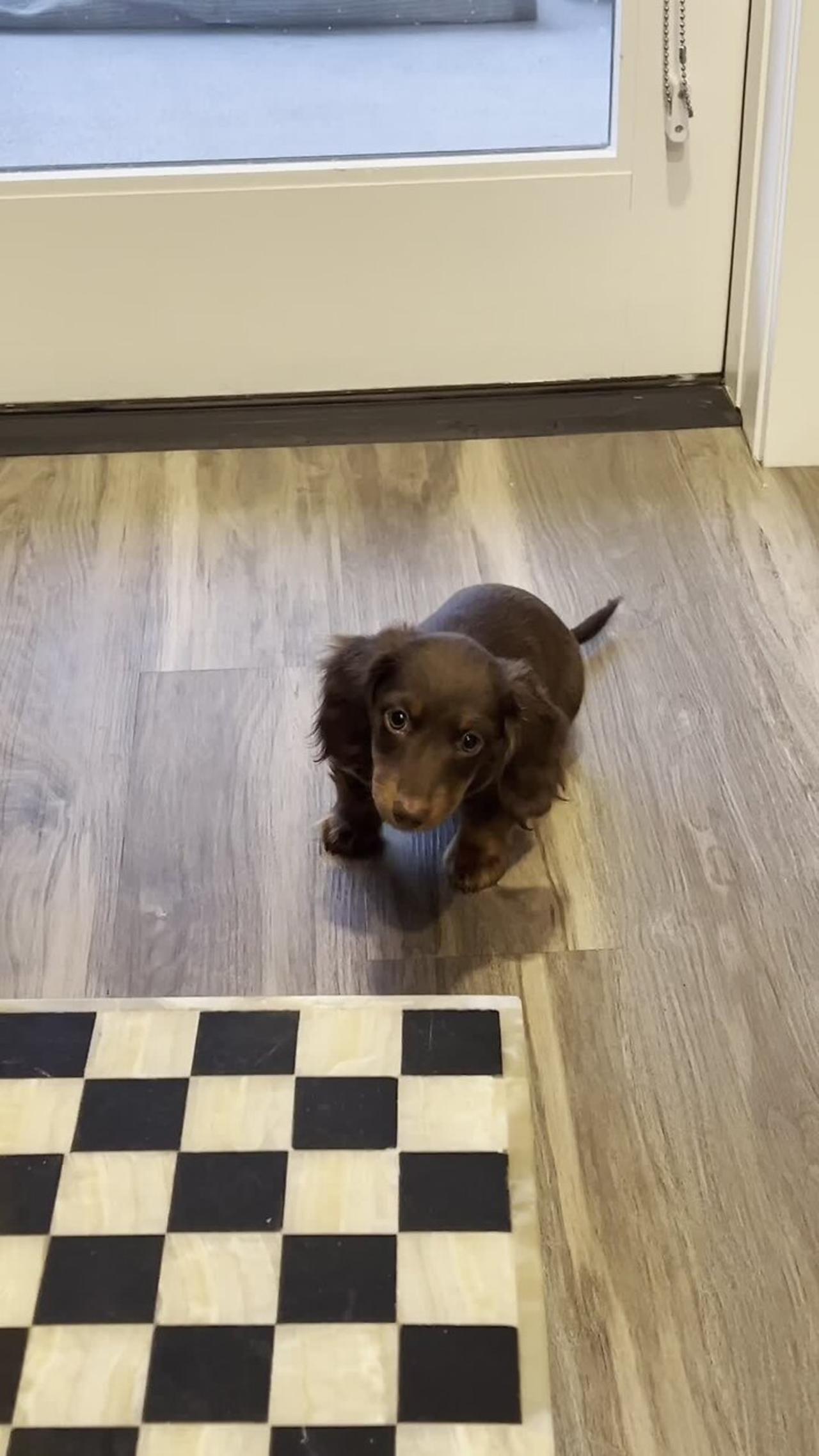 Mini Dachshund puppy is showing off his hunting skills!.mov