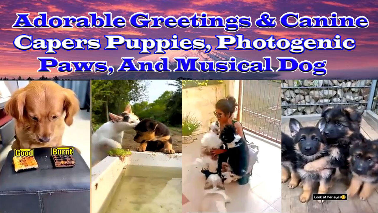 Adorable Greetings & Canine Capers Puppies, One News Page VIDEO