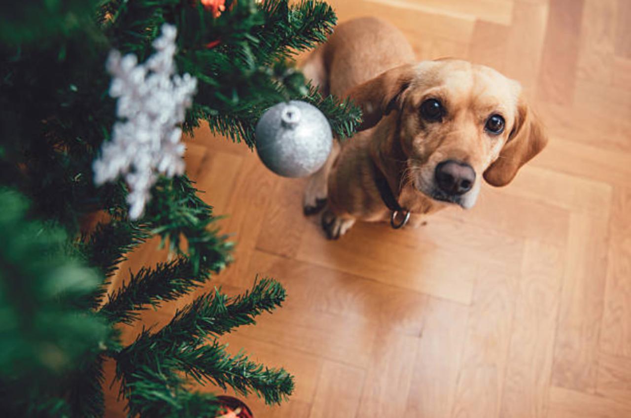 How to Dog-Proof Your Christmas Tree