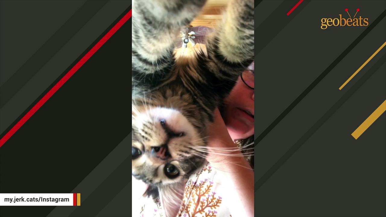 Cat makes sweetest sounds for his mom