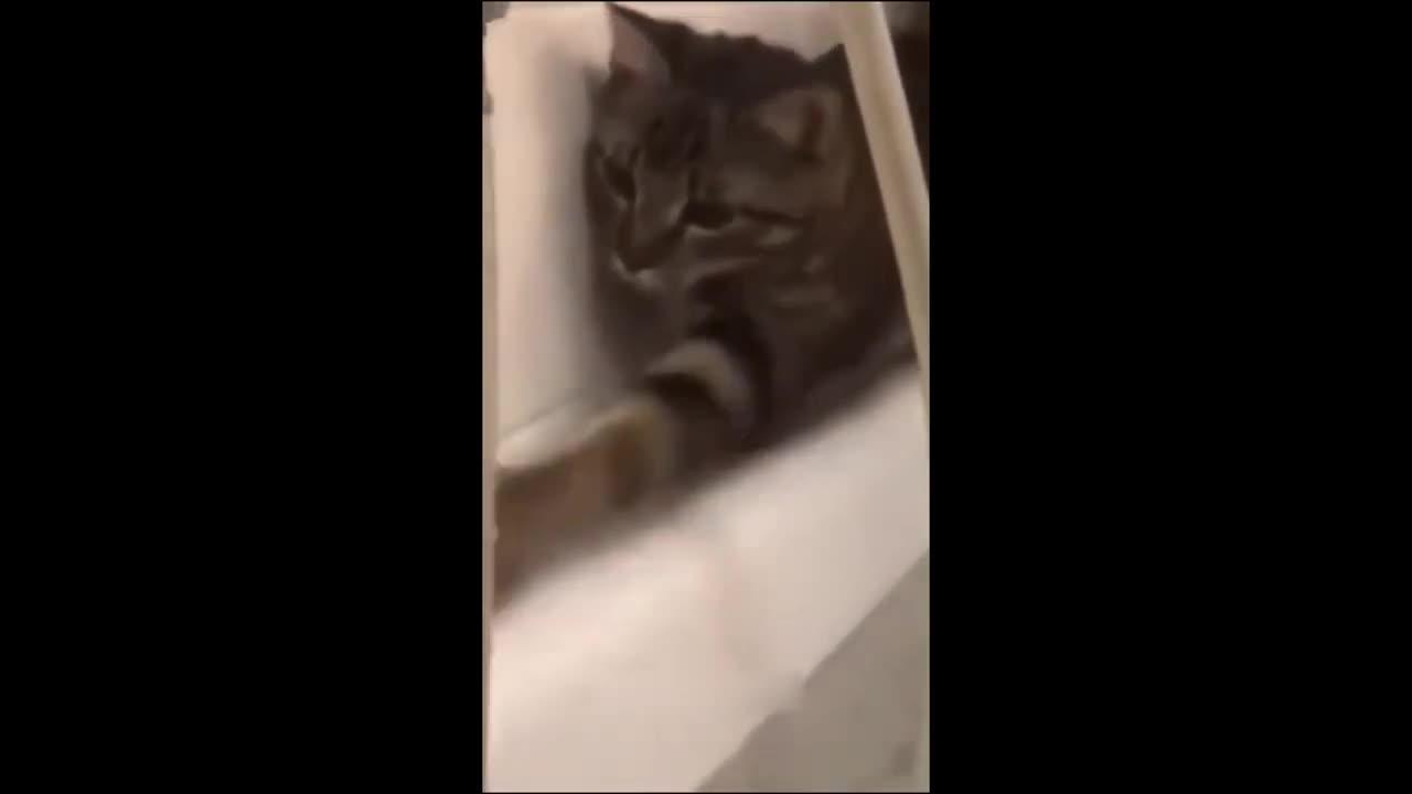 Cat Fight Funny video