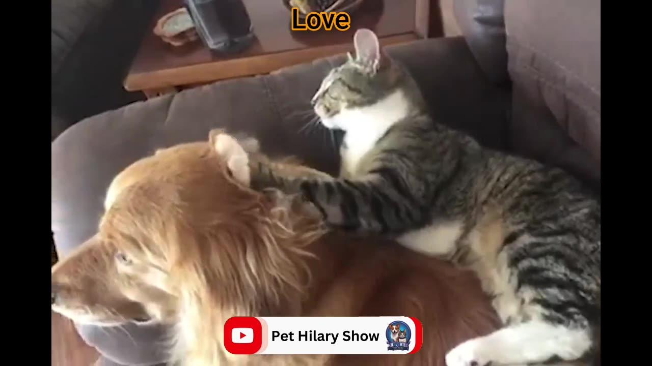 funny video of cat fight part-01 // Funniest cat video-2023