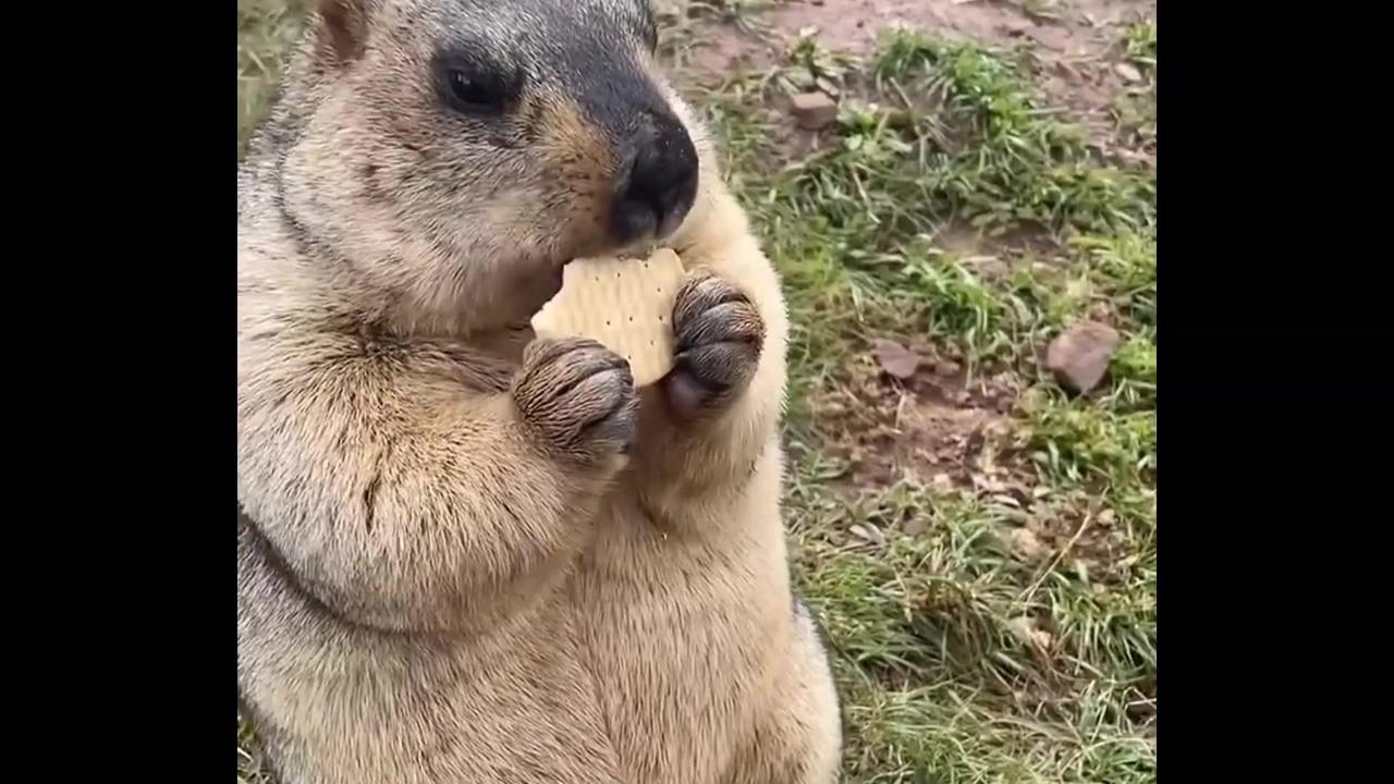 So Chubby and Adorable Marmot