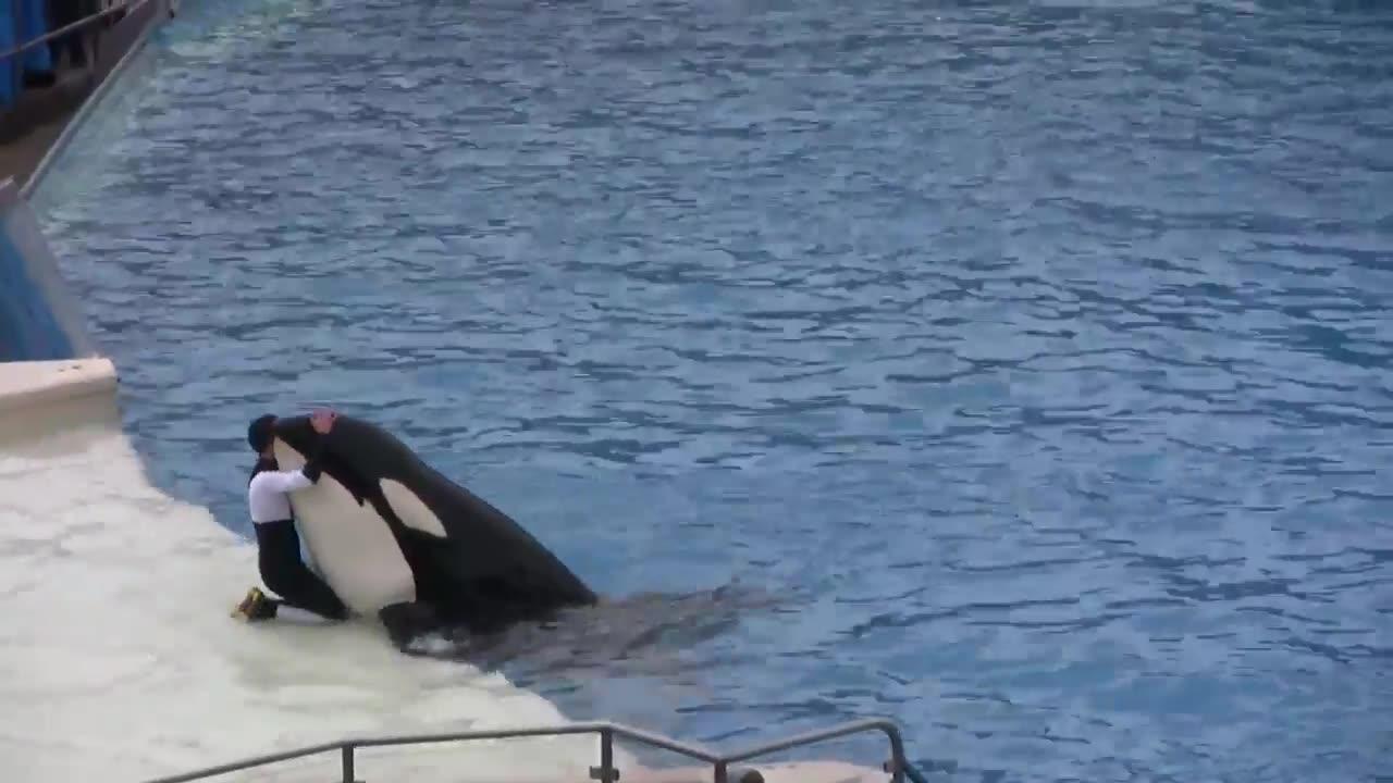 swim with orcas!