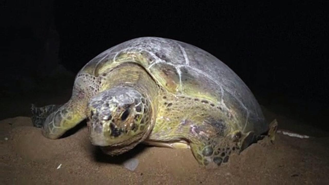 Green turtles fight to survive amid Pakistan's - One News Page VIDEO