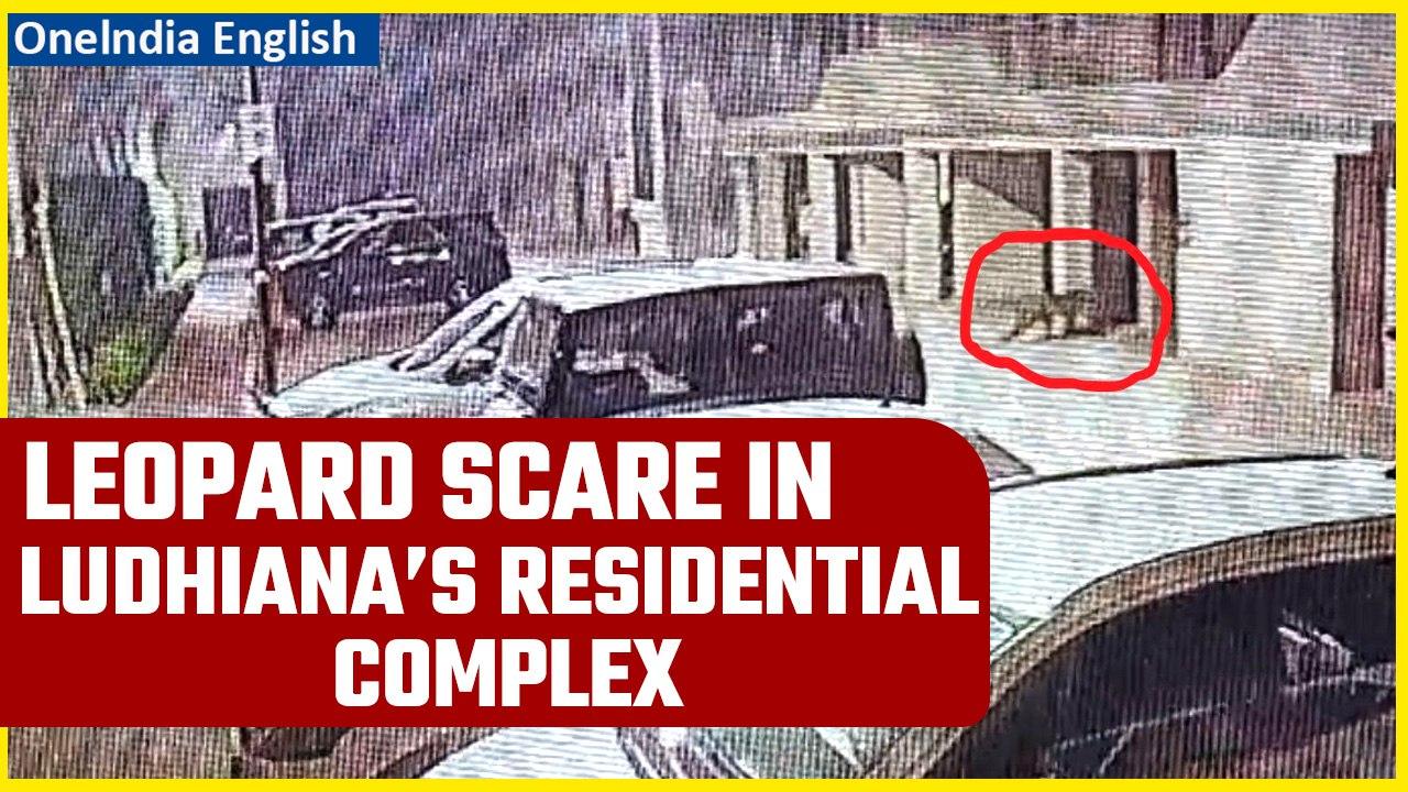 Punjab: Leopard enters residential complex in Ludhiana, panic grips residents | Oneindia News