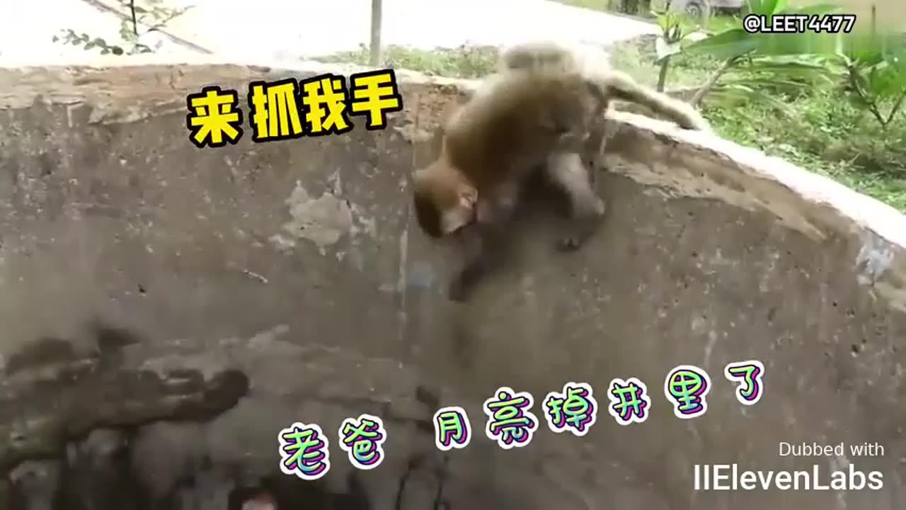 Two little monkeys fall into the water, witness how the big monkey comes to the rescue!