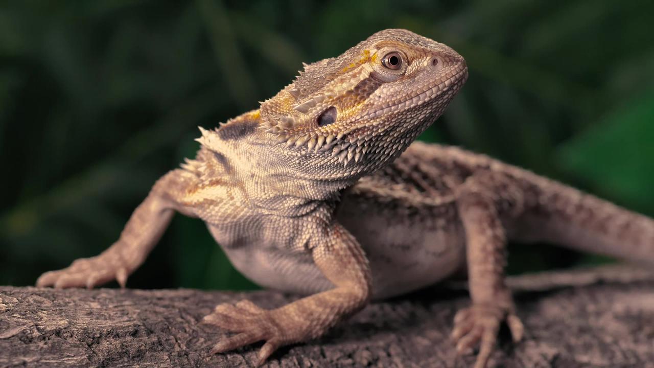 A big lizard side short
