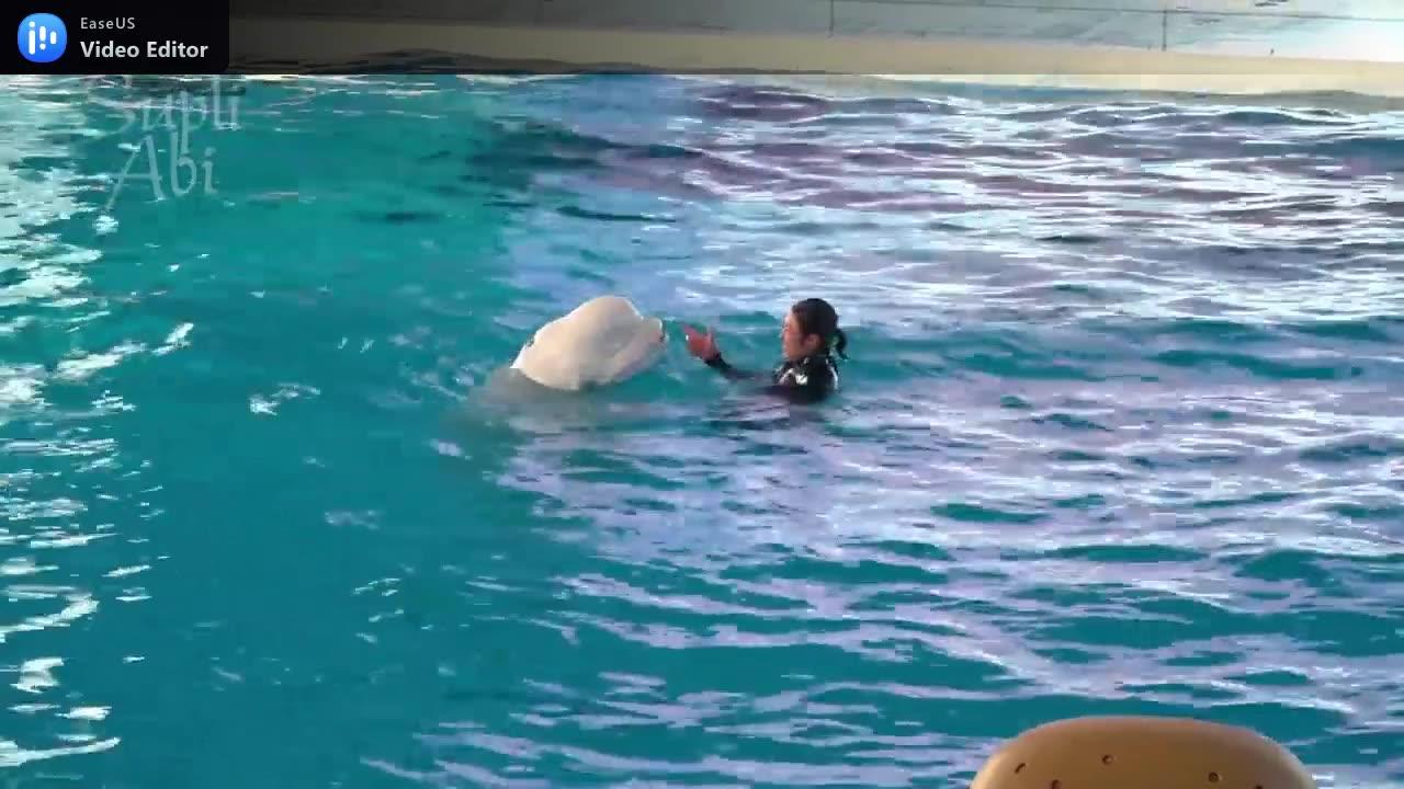 White Dolphin Show At Yokohama Hakkeijima Sea Paradise 【4K】 (2)