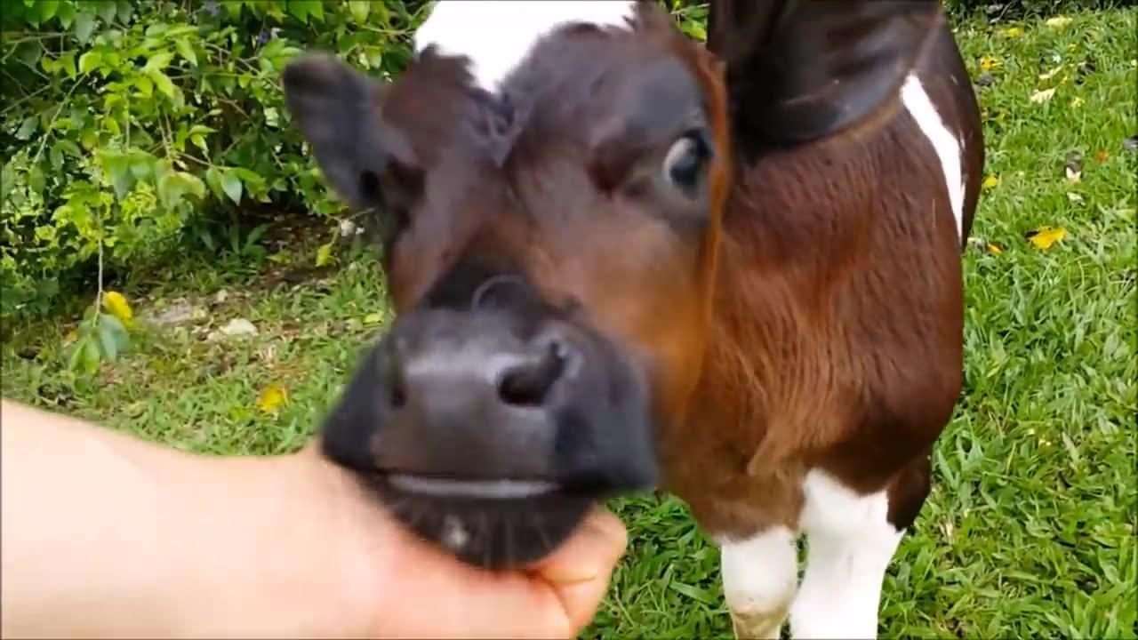 Cows Go Moo (Baby Edition) - CUTEST Compilation - One News Page VIDEO