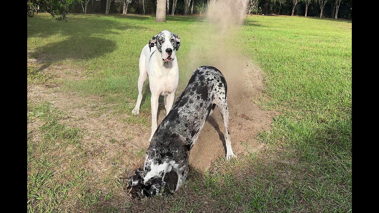 Great Dane sisters hilariously argue about digging hole