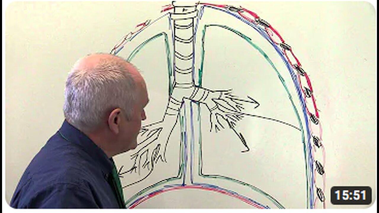 Respiratory System 3, Pleural membranes and - One News Page VIDEO