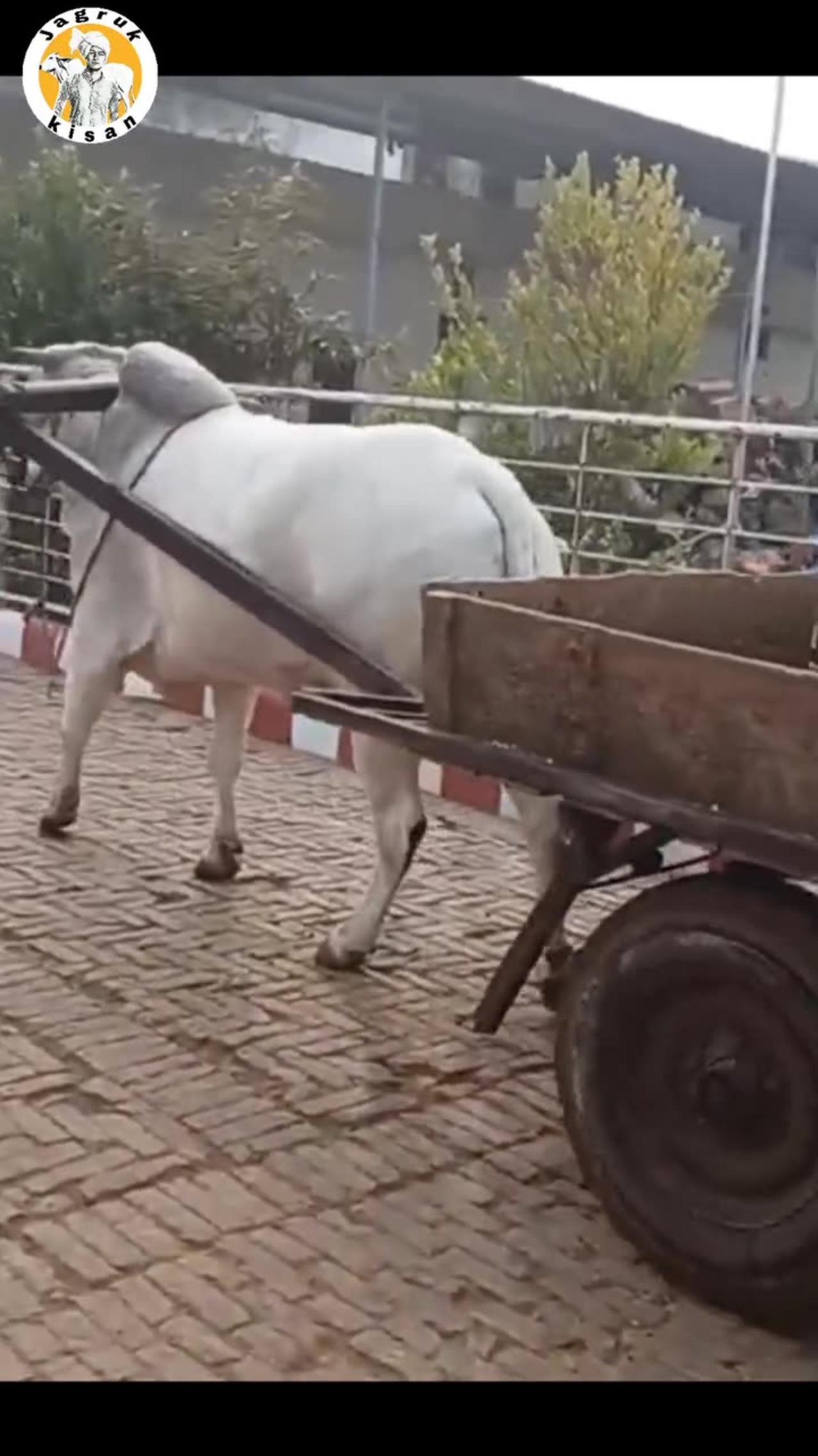 Honesty Indian Bull Hard Work For His Boss Ordered Received!!