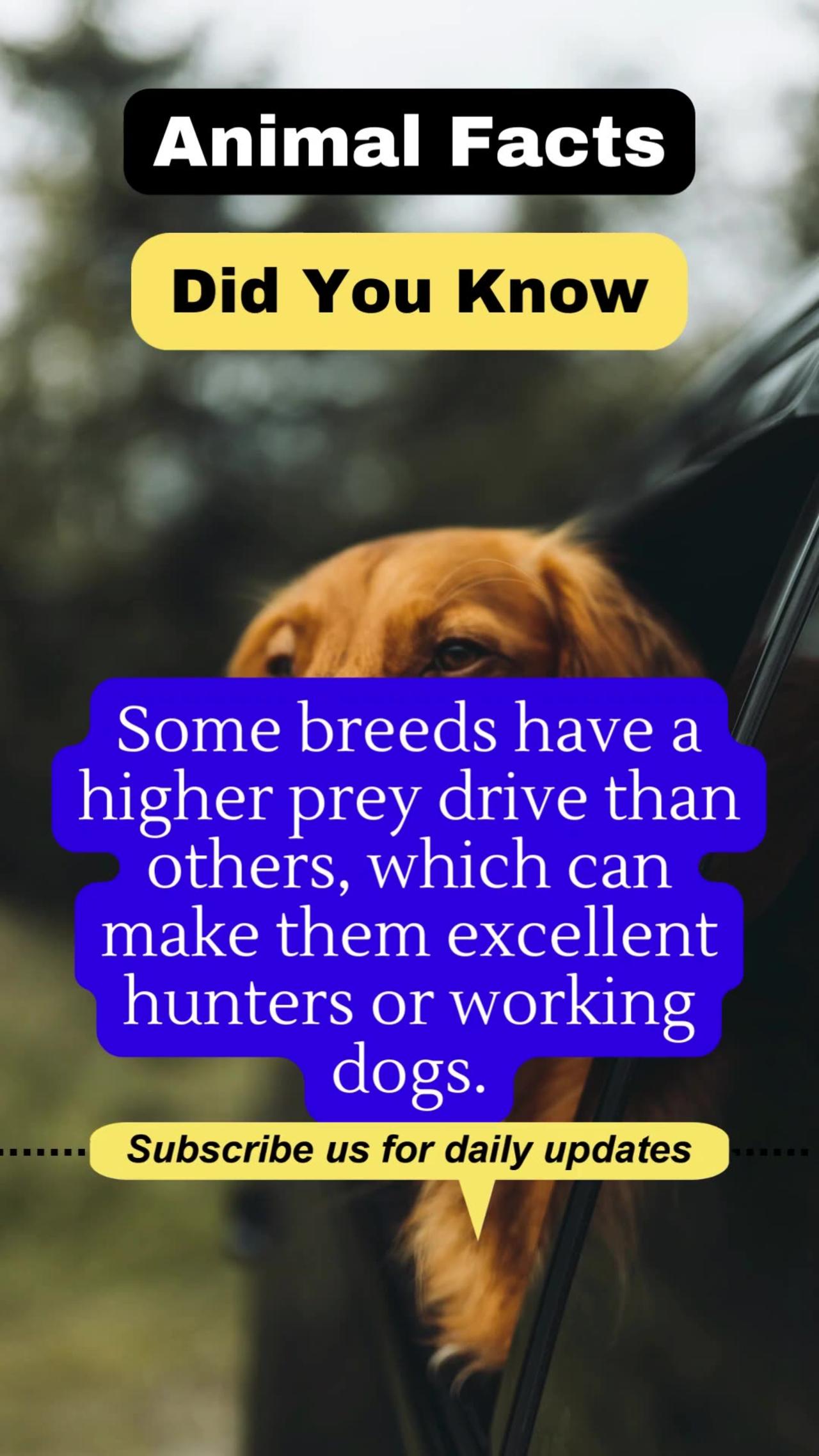 Animal Facts | 117 | Pets facts | Knowledge - One News Page VIDEO