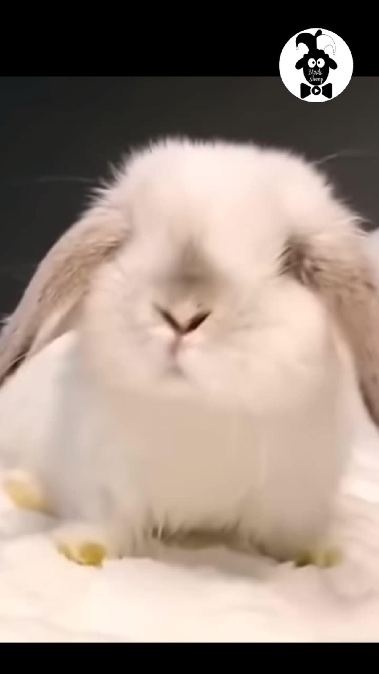 Funny bunny dance 😄