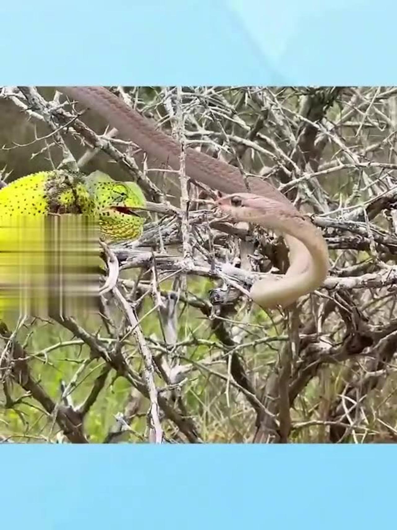 Snake attacked