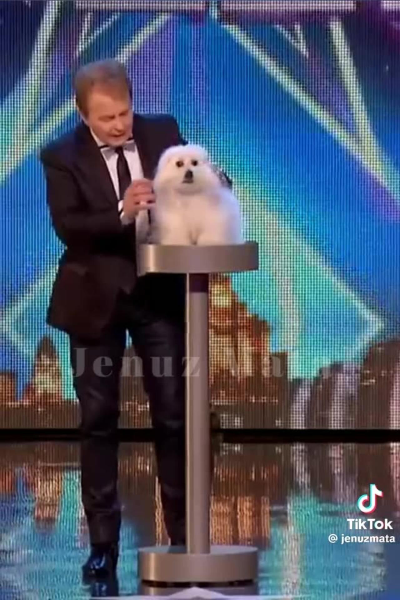 Funny animals