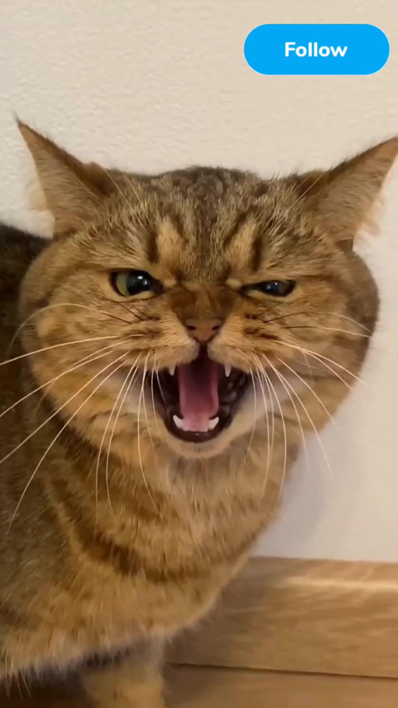 Kittecat Video and Cute Cat Video