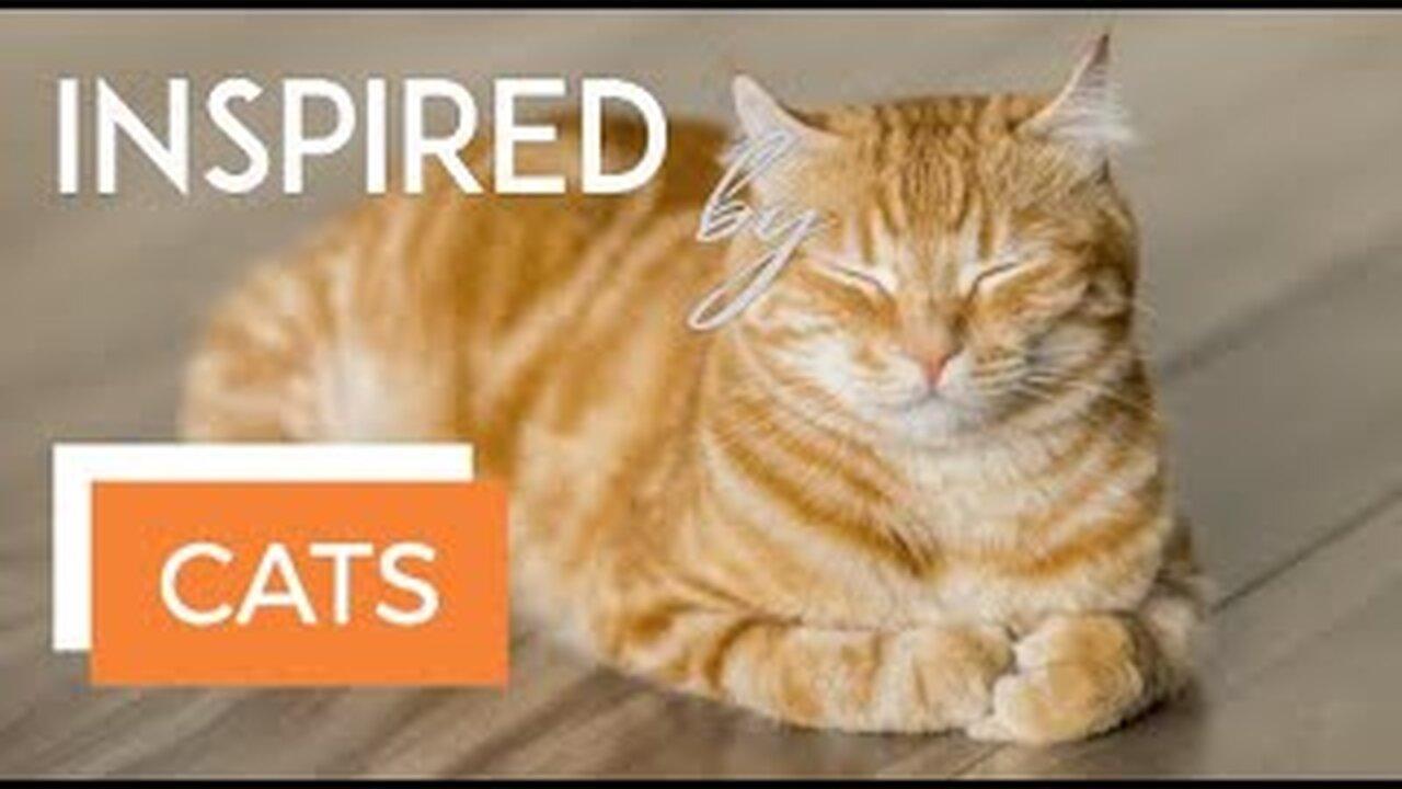 ☆ INSPIRED BY Cats | Cute cat compilation video | Adorable Cat video!