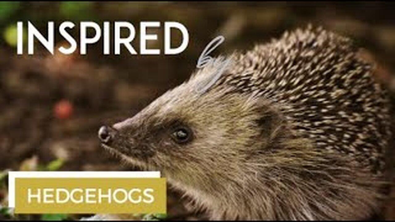 ☆ INSPIRED BY Hedgehogs | Funny Hedgehog movie | Cute Hedgehog compilation video!