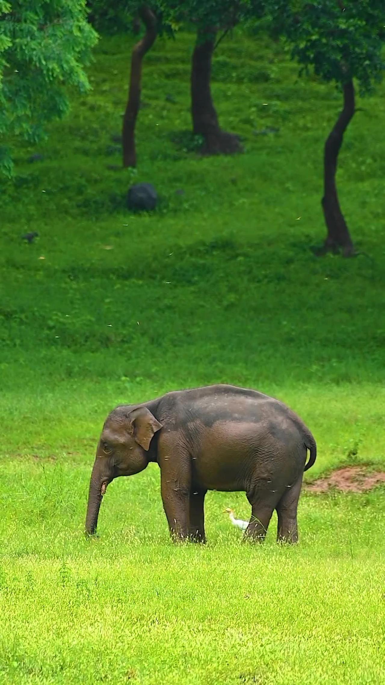 The Asiatic elephant 🐘🐘How to Identify an - One News Page VIDEO