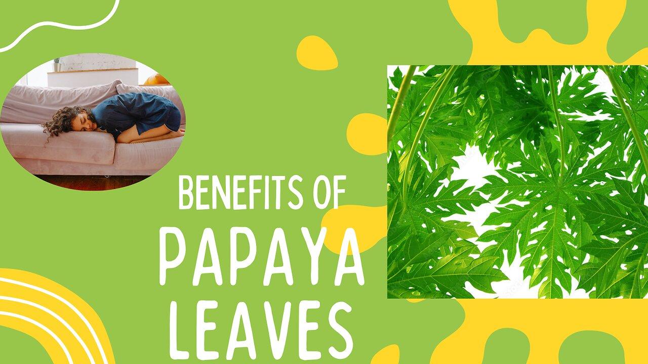 "Papaya Leaves Unveiled A NutrientRich One News Page VIDEO