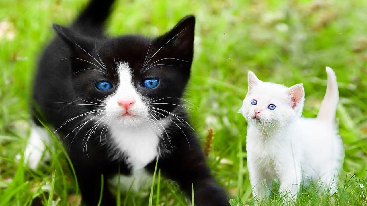 Funny Cute Cat 2023 😹 Cat Sound Effect #Cat #Dog #funny #comedy