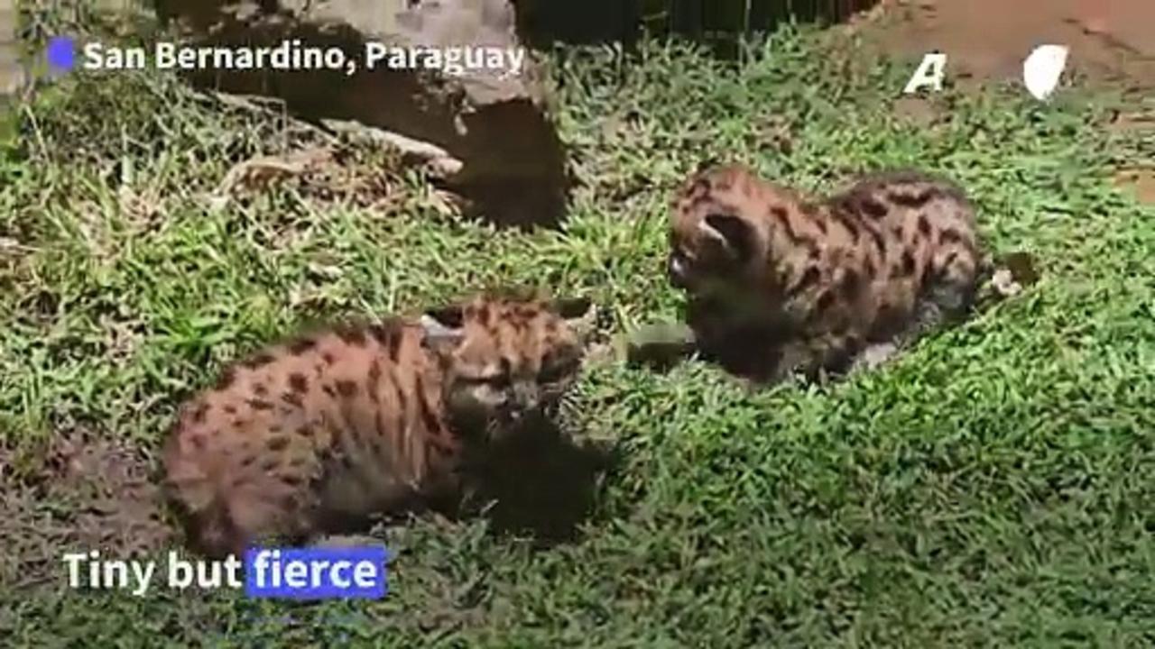 Two puma cubs unveiled in Paraguay