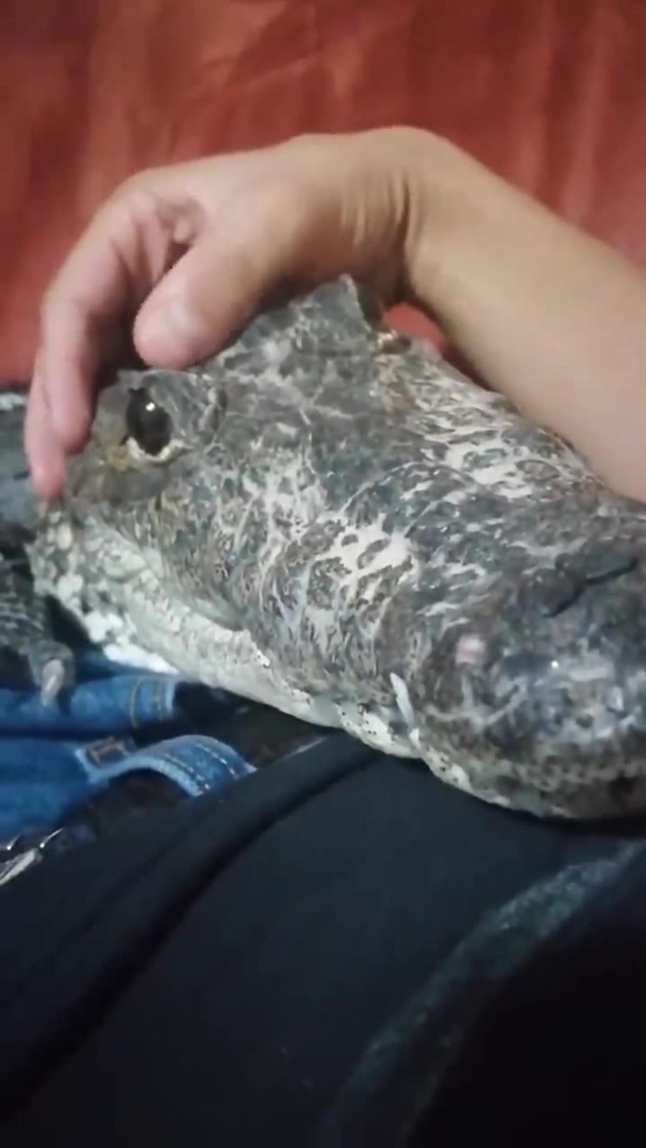 Baby Crocodile Just Wants To Cuddle With You