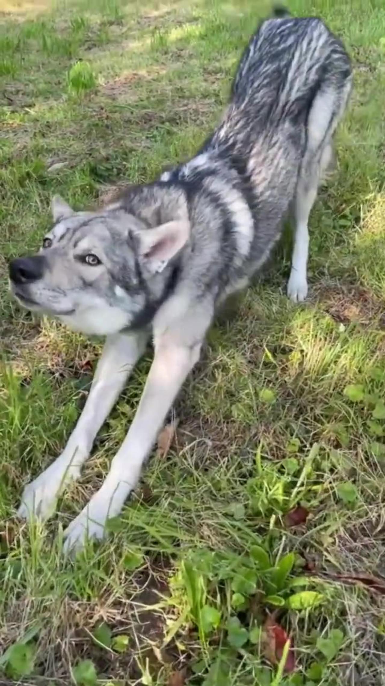 TOP 10 Dog Breeds That Look Like Wolves shorts One News Page VIDEO