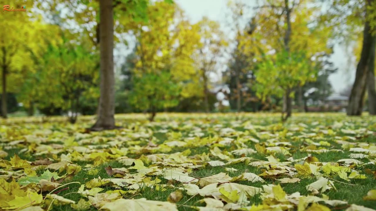 Captivating Autum Maple: Embrace the Beauty of Fall Foliage