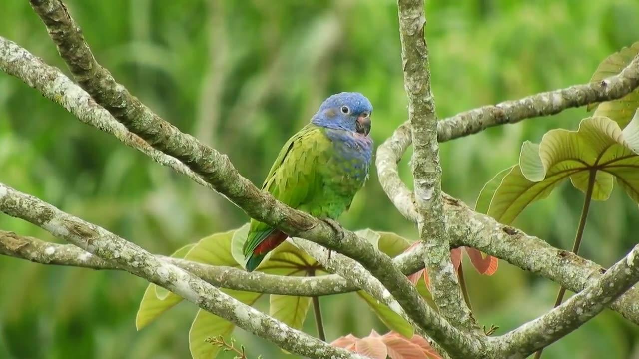 Collection of Videos About Birds in The World Part  18