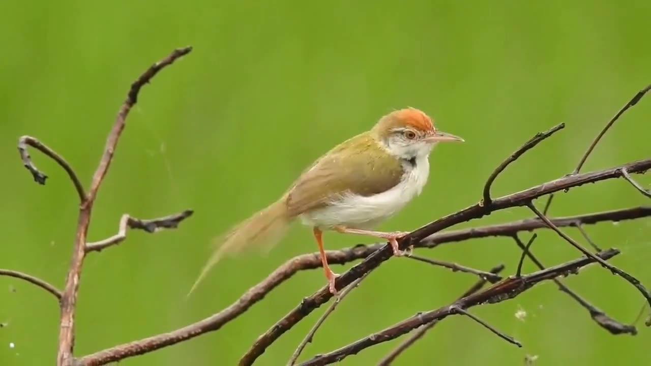 Collection of Videos About Birds in The World Part  30