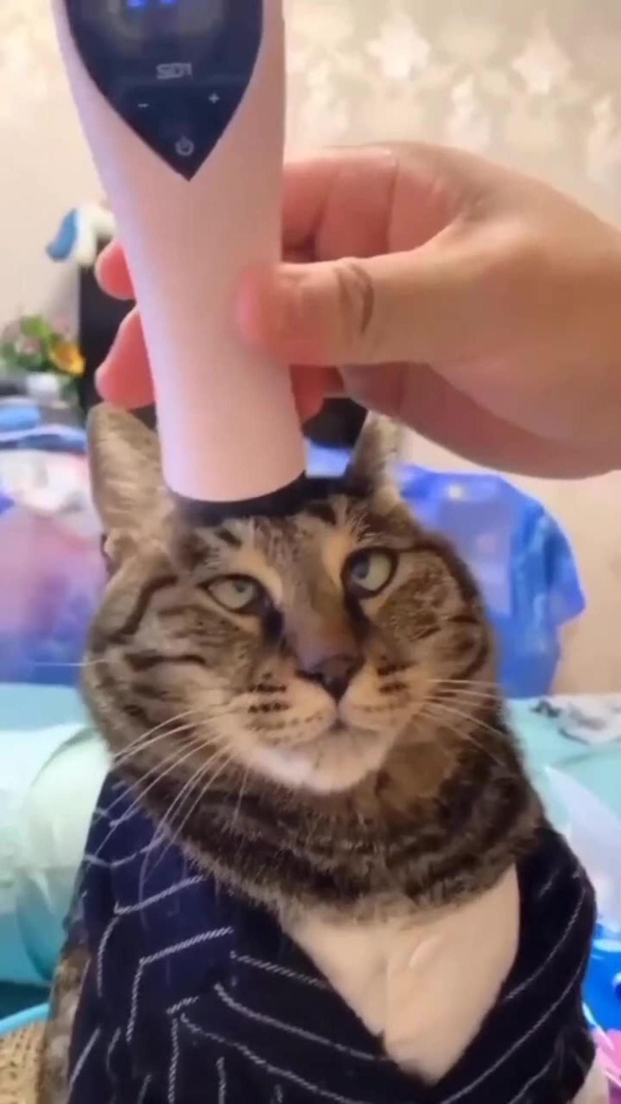 Cat getting a head massage! #cat #cats #cutepet #catlover #pet #love #cute #kitten #kitty #meow