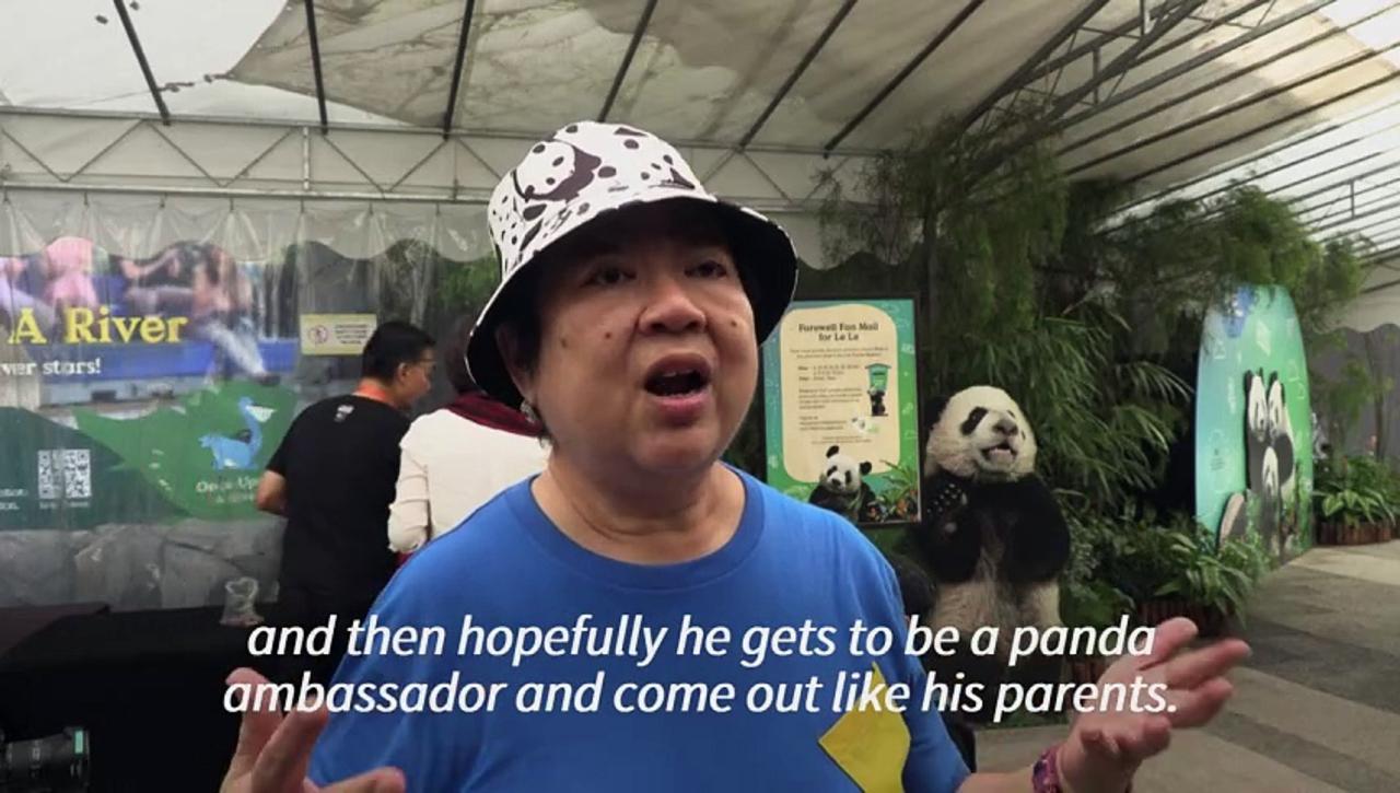 Singapore bids farewell to China-bound panda cub