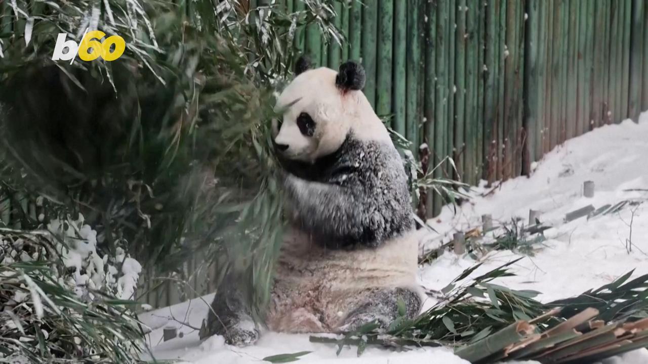 Cold Snap in China Leads to Disrupted City Life But Also Happy Pandas
