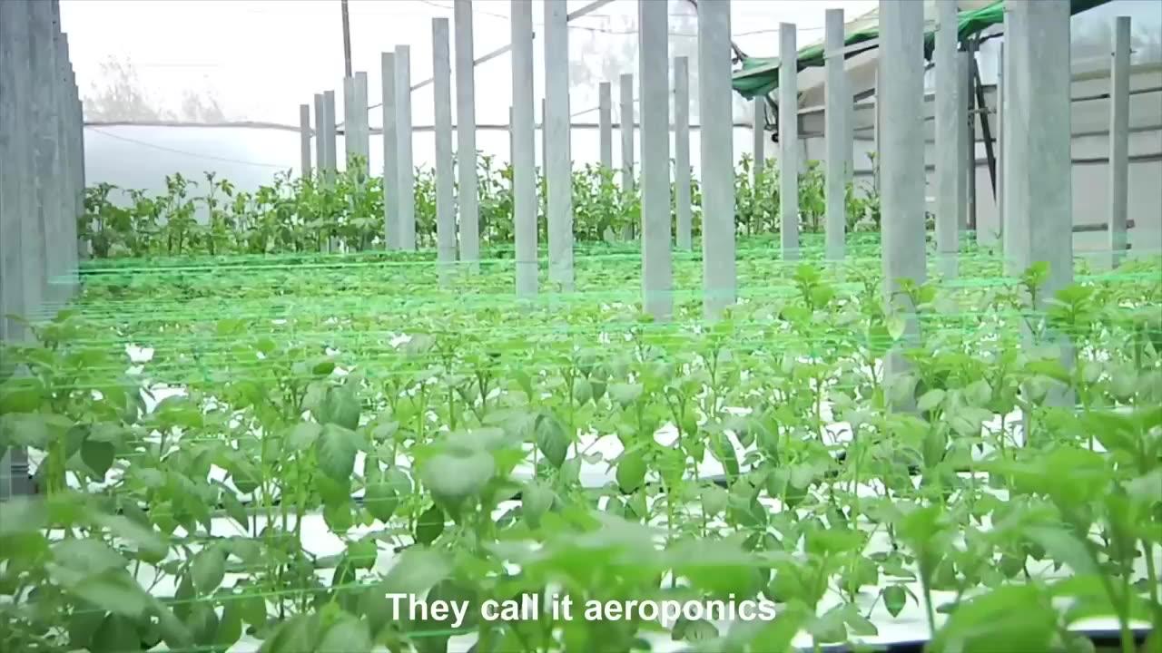 Aeroponics Potato Farming - Potato Chip Process Factory - Modern Potato Agriculture Technology