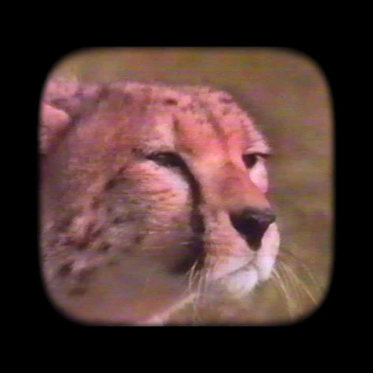 Herd Keeps Moving (Tin Foil Hat Podcast Song) One News Page VIDEO