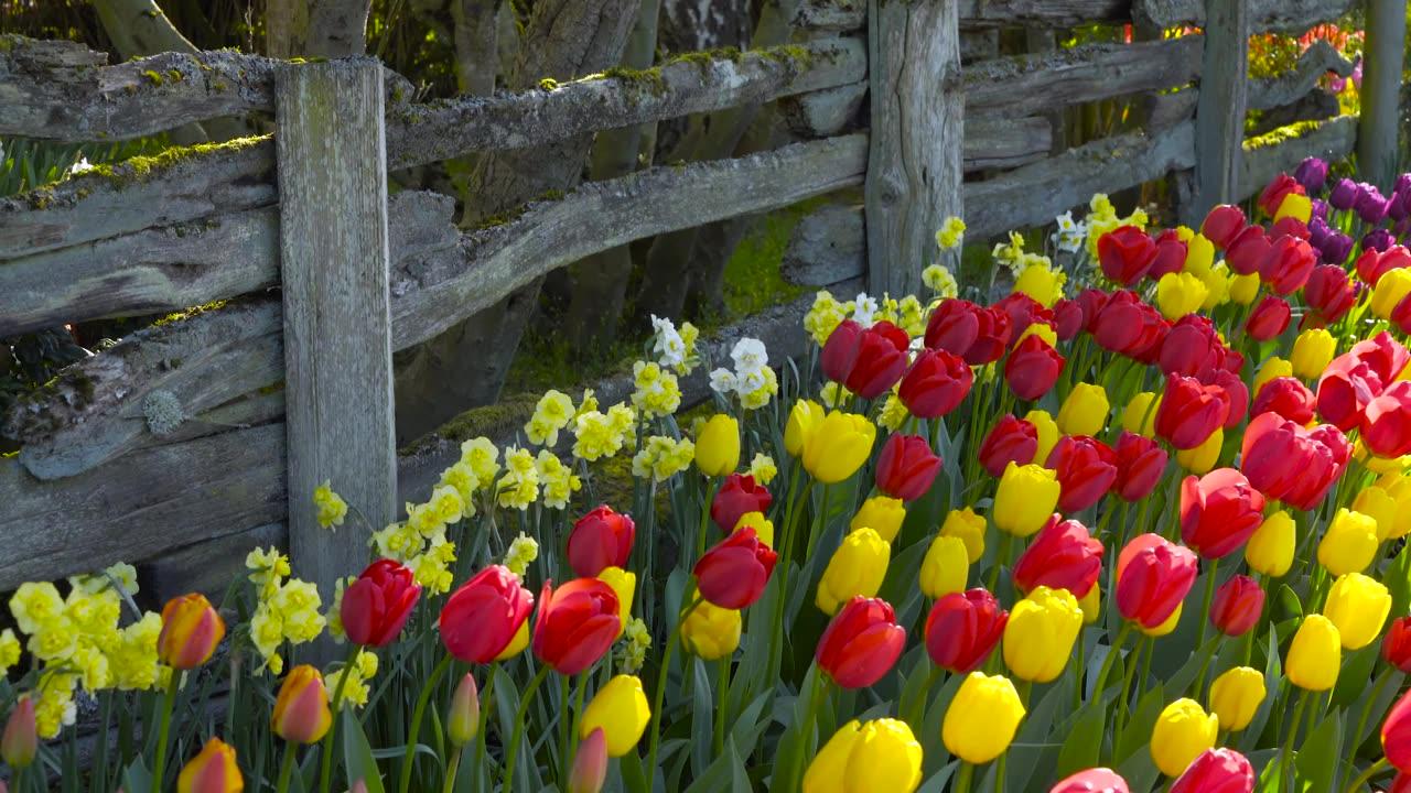 Scenic Beauty in 4K: Skagit Valley Tulip Festival Flowers